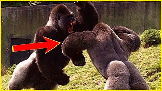 What happens to gorilla after losing a fight UNKNOWN FACTS [upl. by Adah910]