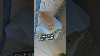 Katzen Baby und vogel katze cat cats catlover cute catshorts animals kitten funny [upl. by Zzabahs]