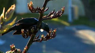 How to Create a New Zealand Native Garden  Mitre 10 Easy As Garden [upl. by Nazay]