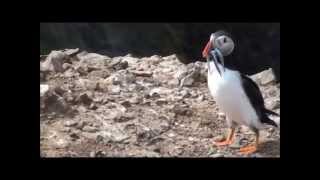 Puffins Taking off and Landing part one july 2014 [upl. by Ettenot795]