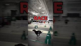 Epic Flyball Race Shows Incredible Dog Agility shorts [upl. by Anjanette]