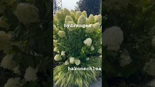 HYDRANGEAS amp hakonechloaгортензія hydrangea шортс flower hortensia paniculata flower shorts [upl. by Skylar]