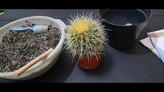 Transplante de Echinocactus Grusonii [upl. by Roanne933]