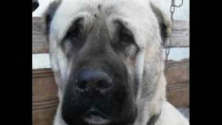 World Famous Kurdish Kangal Dog [upl. by Zebulon]