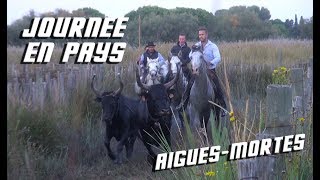 AIGUESMORTES Journée en Pays 06102018 🐂 [upl. by Estes]