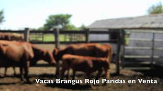 3 Vacas Brangus Rojo Paridas en Venta a muy buen Precio [upl. by Raman]