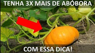 SUA ABÓBORA NAO PRODUZ SAIBA O QUE FAZER [upl. by Atirahs]