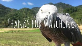 African Grey Parrot free fly非洲灰鸚鵡放飛 [upl. by Hogarth]