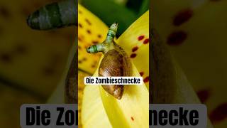 Die Zombieschnecke wissenswert biologie natur fakten parasit tiere umwelt [upl. by Llehcar]