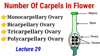 Number Of Carpels In Flower Lecture 29 In HindiUrdu [upl. by Alig]