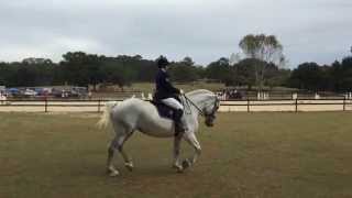 Klein Dressage Warm Up [upl. by Sonya426]