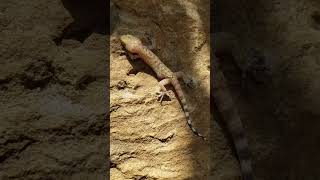 Gecko sandstone refuge [upl. by Aura]