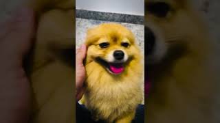 Cute Dogs Doing Hilarious Things 😂🐾CutestDogMoments DogLovers FurryFriends shorts shortvideo [upl. by Yesak]