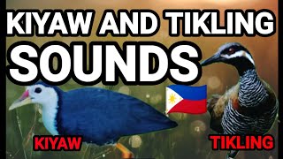 BIRDS SOUND IN THE PHILIPPINES KIYAW AT TIKLING VISAYA NA PANGALAN [upl. by Tupler55]