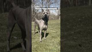 Champion Thai Ridgeback Dog  USA [upl. by Sinaj]