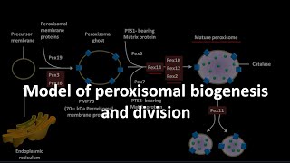 Peroxisomal biogenesis and division [upl. by Letsyrc]