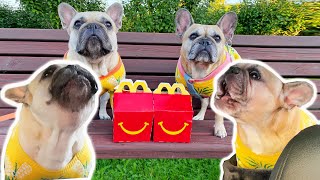 Dramatic French Bulldogs Have MELTDOWN At MacDonalds Drive Thru [upl. by Lissner]