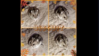 Biscuit hamsterul pitic siberian 2❤️  Biscuit the dwarf siberian hamster 2❤️ [upl. by Sallyann]