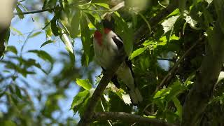 Rosebreated Grosbeak song [upl. by Gilbye953]