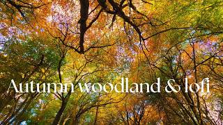 4K fall woodland with relaxing lofi music  beautiful scenes amp autumn leaves 4K no loop [upl. by Akimrej402]