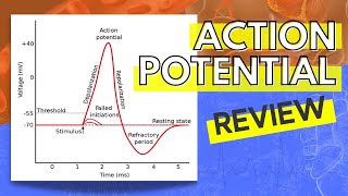 013 A Review of the Action Potential [upl. by Fraya984]