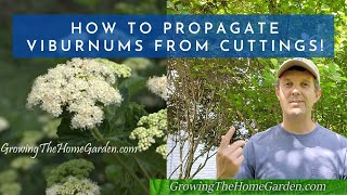 How to Propagate Viburnums from Cuttings Arrowwood Shasta Onondaga and Japanese Snowball [upl. by Bainter]