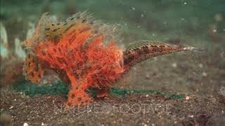 Frogfish Eats Wrasse [upl. by Ramas245]