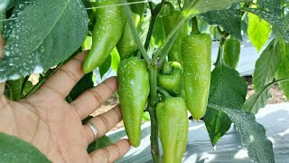 Ano ang magandang fungicide para sa atsal tips pepper farming tutorial [upl. by Ostap]