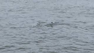 Shackleford Island Ferry ride Sept 2023 [upl. by Zed]