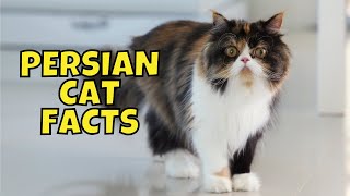 10 Fun Facts About Persian Cats [upl. by Dnumsed]