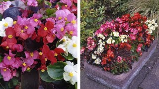 How to Grow Begonia Organdy Summer Garden Guide [upl. by Aelam]