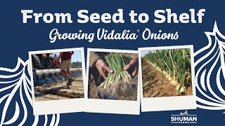 From Seed to Shelf  Growing Vidalia Onions [upl. by Arin]