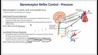 Cardiovascular Physiology  Blood Pressure Control Systems [upl. by Valentino]