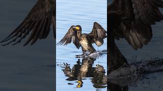 30 Sekunden … Wildlife 27 ThomasSchwarzFotografie filming photography wildlife kormoran [upl. by Willis458]