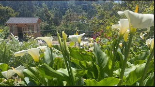 Calas Alcatraz Lirios Blancos Mi Secreto Cala Lily 💚🌿💚  Nuestro Jardin11 [upl. by Keelby]