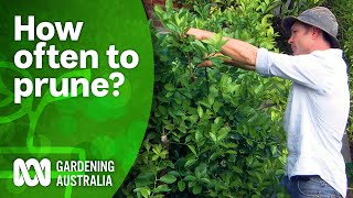 How often should you prune your citrus tree  Citrus  Gardening Australia [upl. by Kapor]