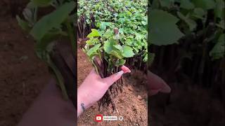 Easiest Method To To Propagate Fruit Trees Cutting Shorts short fruit cutting propagate [upl. by Biron]