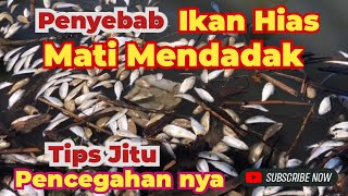 5 Penyebab Ikan Hias Mati Mendadak dan Cara Mencegahnya [upl. by Ayanad]