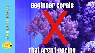 Top 7 Beginner Corals That Arent Boring [upl. by Nerraj]