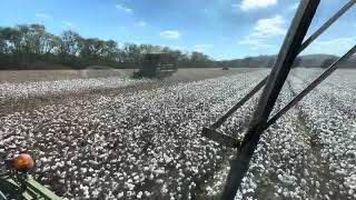 Picking Cotton North Alabama River Bottom [upl. by Bang672]