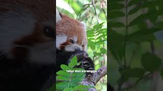 fun facts red panda funfacts faktaunik faktahewan redpanda bamboolovers panda hewanlucu [upl. by Mikiso]