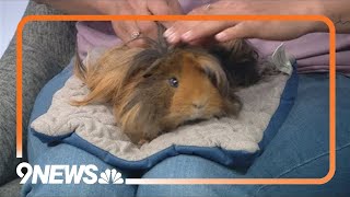 Guinea pigs living rescued from deplorable conditions need forever homes [upl. by Romo]