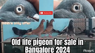 Old line pigeon for sale in Bangalore 2024 in cheap price offer👉 77953 98957 [upl. by Llimaj132]