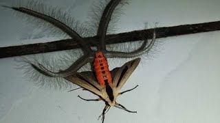 Gangis Moth  Animal of the Week [upl. by Lachman]