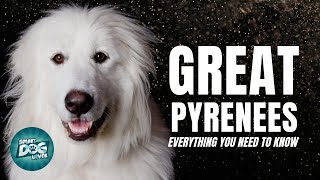 Great Pyrenees Dog Breed Guide  Why Are They Called Guardian Dogs  Dogs 101  Great Pyrenees [upl. by Oisacin]