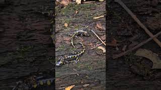 Spotted Salamander Double Flip amazing shortvideo salamander satisfying nature [upl. by Eiffub339]