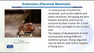 Eutherians Placental Mammals  Biodiversity amp EvolutionII  BT201Topic072 [upl. by Adachi]