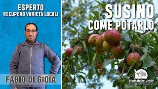 Come e quando si pota il susino [upl. by Clovis]