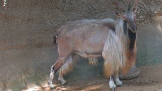 Tadjik Markhor La Zoo [upl. by Colette]