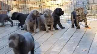 Cane Corso Puppies For Sale [upl. by Anomis]